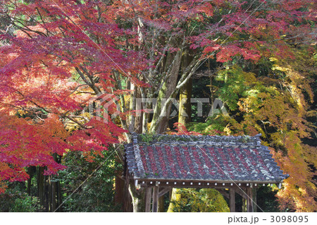 雲興寺　紅葉 3098095
