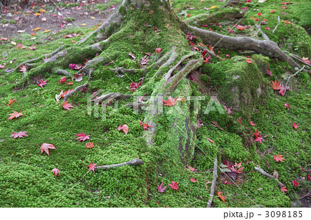 西明寺　紅葉 3098185