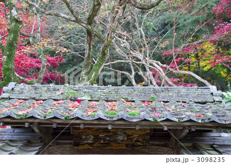 金剛輪寺　紅葉 3098235