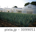 ねぎ畑 3099051