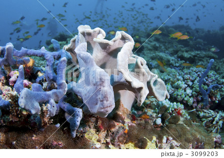 オオモンカエルアンコウ オオモンカエルアンコウ 3099203