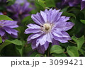 八重咲きクレマチス 3099421