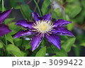 クレマチス 白王冠 3099422