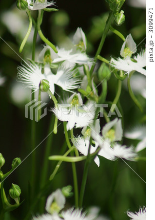 鷺草の花が満開です。 鷺草の花が満開です。 3099471
