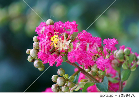 百日紅　サルスベリ紅色 3099476