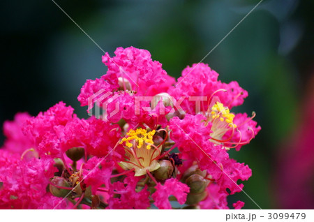 百日紅　サルスベリ紅色 3099479