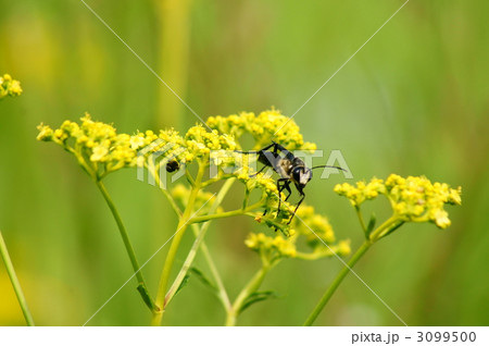 黒穴蜂と女郎花 黒穴蜂と女郎花 3099500