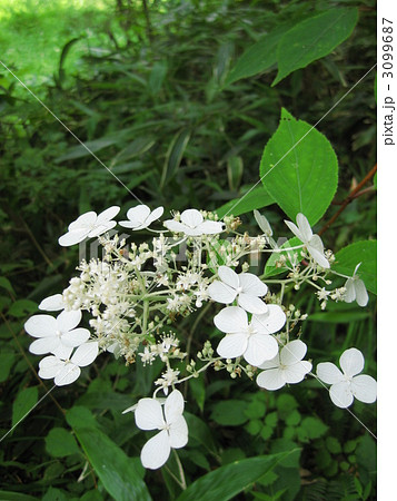 真っ白な山紫陽花 3099687