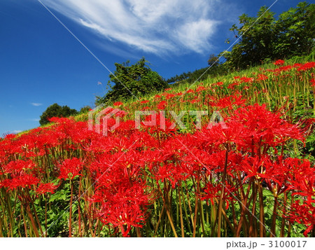 悲願の彼岸花 3100017