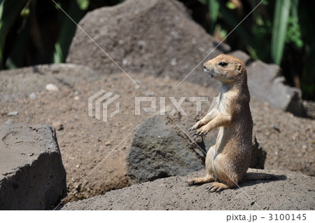 プレイリードッグ プレイリードッグ 3100145