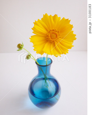 キンケイギクと花瓶 3100183