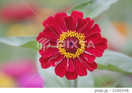 百日草の花 百日草の花 3100348