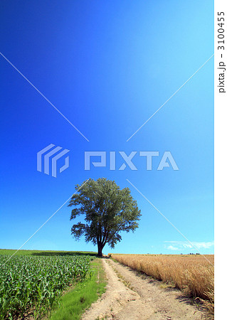 哲学の木と道 3100455