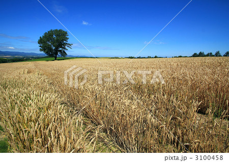 麦畑と哲学の木 麦畑と哲学の木 3100458