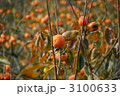 柿 3100633