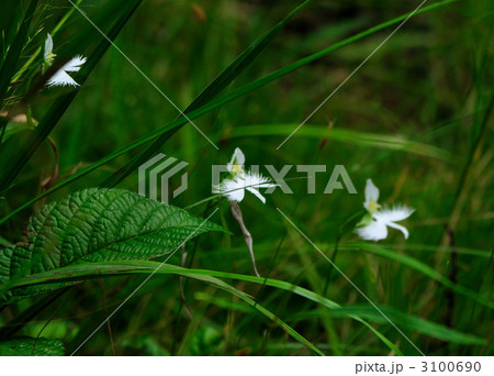 サギソウの花 3100690