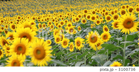 ひまわり畑 3100736