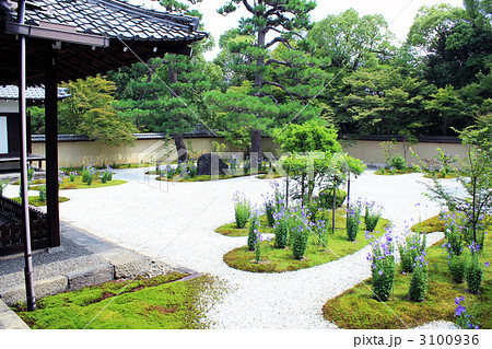 京都廬山寺・源氏庭 3100936