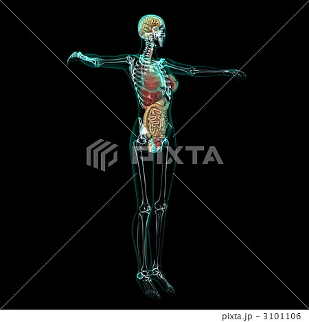 女性人体模型 3101106