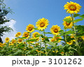 ひまわり_2 3101262