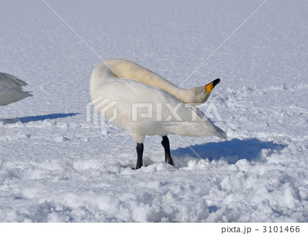 ストレッチをする白鳥 3101466