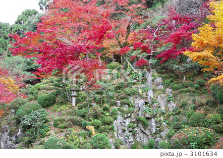 金剛輪寺　庭園の紅葉 3101634