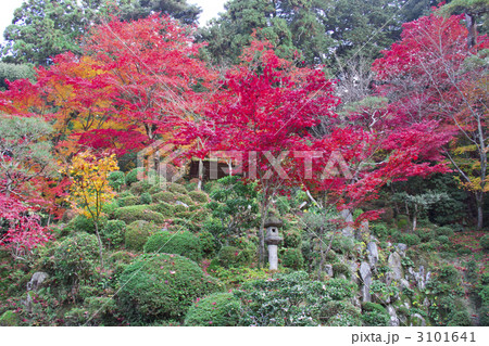 金剛輪寺　庭園の紅葉 3101641