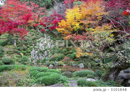 金剛輪寺　庭園の紅葉 3101648