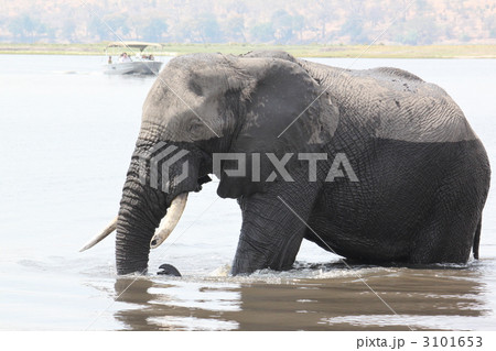 川を渡るゾウ 川を渡るゾウ 3101653