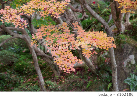金剛輪寺　庭園の紅葉 3102186
