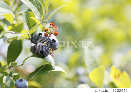 ブルーベリーの木 3102471