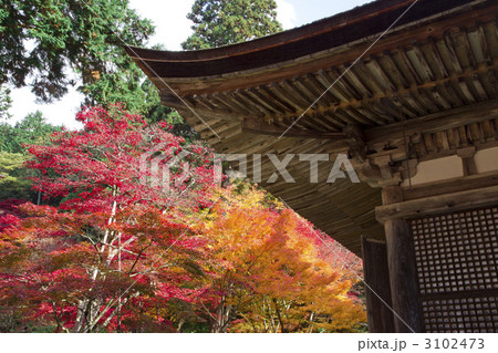 金剛輪寺　紅葉 3102473