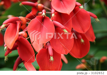 アメリカデイゴ 3102652