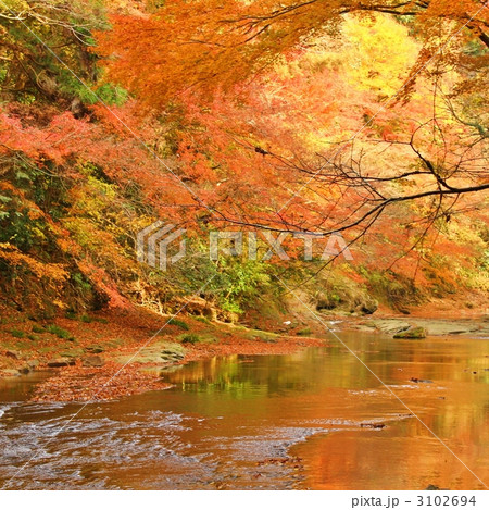 養老渓谷の紅葉 3102694