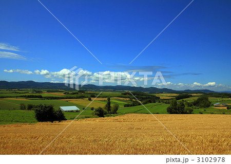 三愛の丘展望公園傍の麦畑 3102978