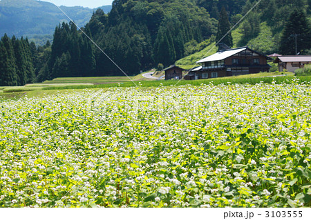 蕎麦畑 蕎麦畑 3103555