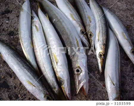 アカカマス 3103599