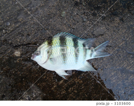 ロクセンスズメダイ ロクセンスズメダイ 3103600