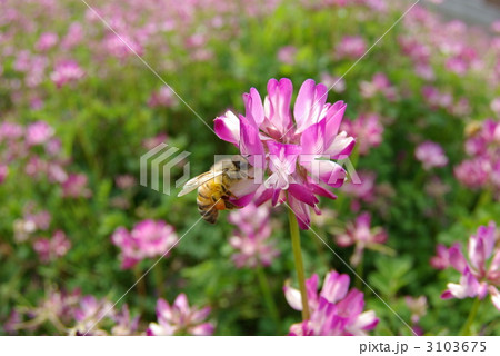 レンゲとミツバチ レンゲとミツバチ 3103675