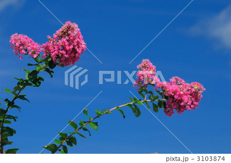 サルスベリ サルスベリ 3103874