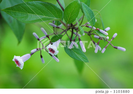 ヘクソカズラ ヘクソカズラ 3103880