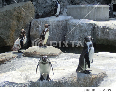 ペンギン 3103991