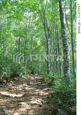ブナ林の登山道 ブナ林の登山道 3103997