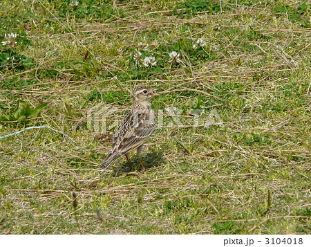 ヒバリ 3104018