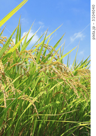 青空と稲穂 青空と稲穂 3104040
