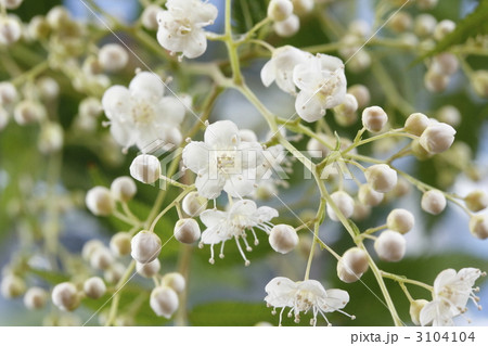 珍至梅　チンシバイ 3104104