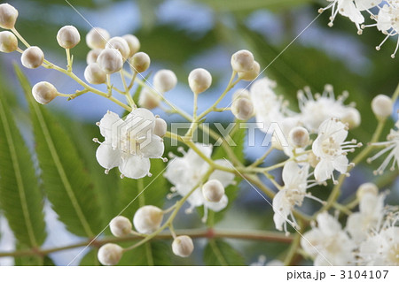 珍至梅 チンシバイ 珍至梅 チンシバイ 3104107