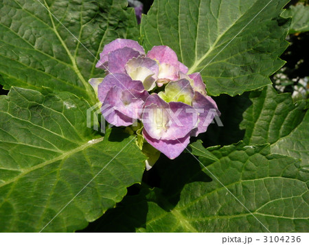 アジサイ 3104236