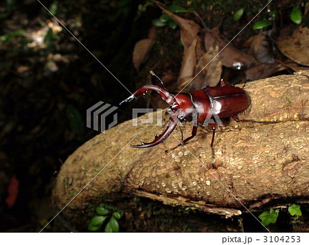 アマミノコギリクワガタ 3104253