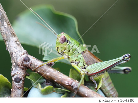 豆柿の枝のフキバッタ 豆柿の枝のフキバッタ 3104380